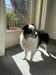Reunited Female Dog last seen Nye St, San Rafael, CA 94901