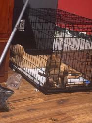 Lost Female Dog last seen McGuffey, Columbus, OH 43211
