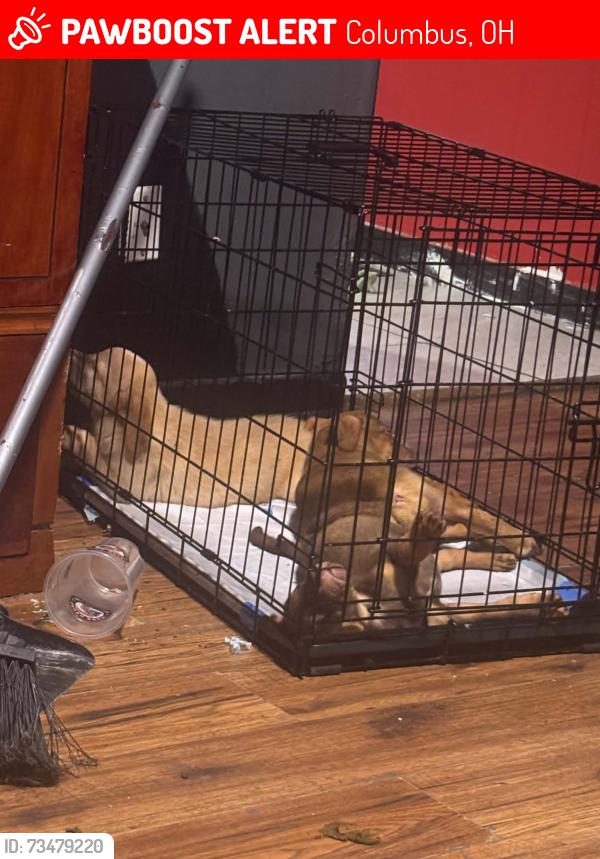 Lost Female Dog last seen McGuffey, Columbus, OH 43211