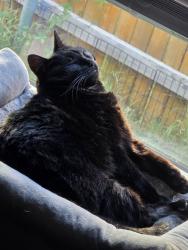 Reunited Female Cat last seen The ugly, rowdy yates, Jarrell, TX 76537