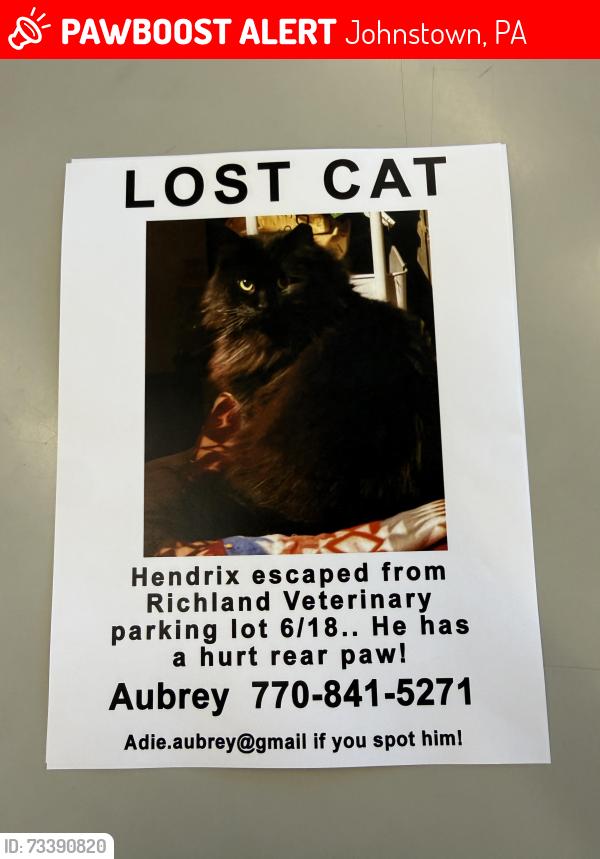 Lost Male Cat last seen Eisenhower Blvd. Richland Veterinary Associates, Johnstown, PA 15904