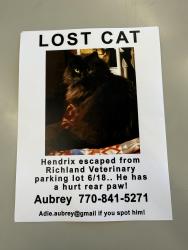 Lost Male Cat last seen Eisenhower Blvd. Richland Veterinary Associates, Johnstown, PA 15904