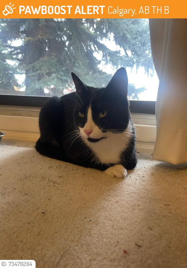 Found/Stray Male Cat last seen Prominence Point, Calgary, AB T3H 2B4