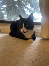 Found/Stray Male Cat last seen Prominence Point, Calgary, AB T3H 2B4