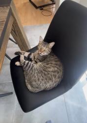 Lost Male Cat last seen West ridge Park, Ottawa, ON K2S 1R2