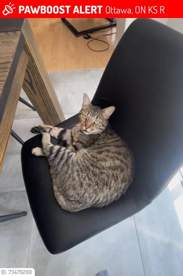 Lost Male Cat last seen West ridge Park, Ottawa, ON K2S 1R2