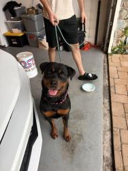 Reunited Female Dog last seen Near nw 22st, Pembroke Pines, FL 33026
