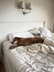 Lost Female Dog last seen Rio Maria Rd. and the 67, Lakeside, CA 92040