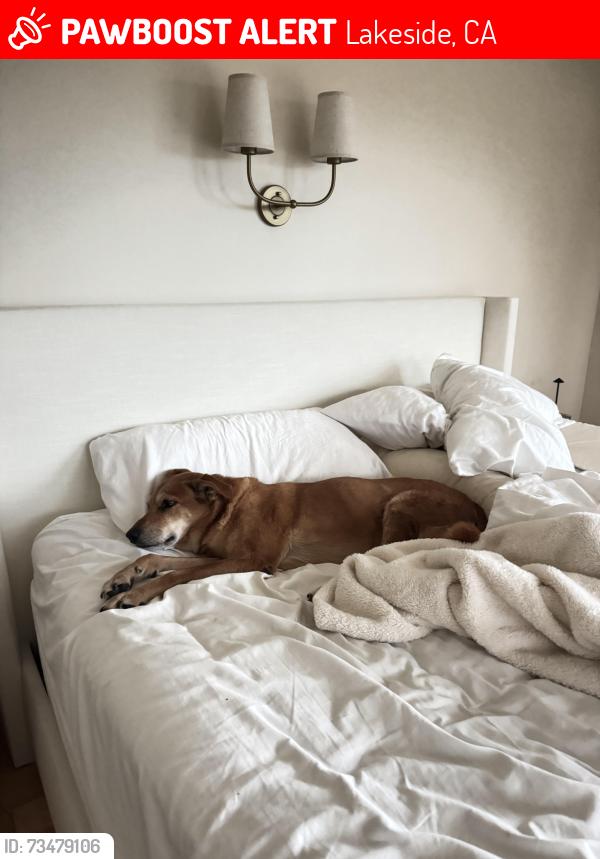Lost Female Dog last seen Rio Maria Rd. and the 67, Lakeside, CA 92040