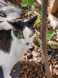 Reunited Female Cat last seen Near S 300 E, Sandy, UT 84070