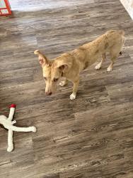 Found/Stray Female Dog last seen Beechnut St and Kirkwood Rd, Houston, TX 77072