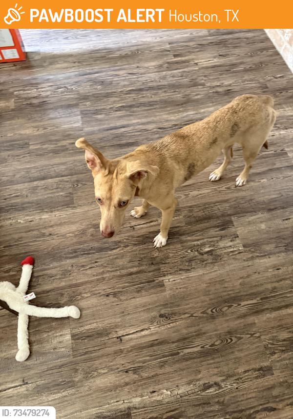 Found/Stray Female Dog last seen Beechnut St and Kirkwood Rd, Houston, TX 77072