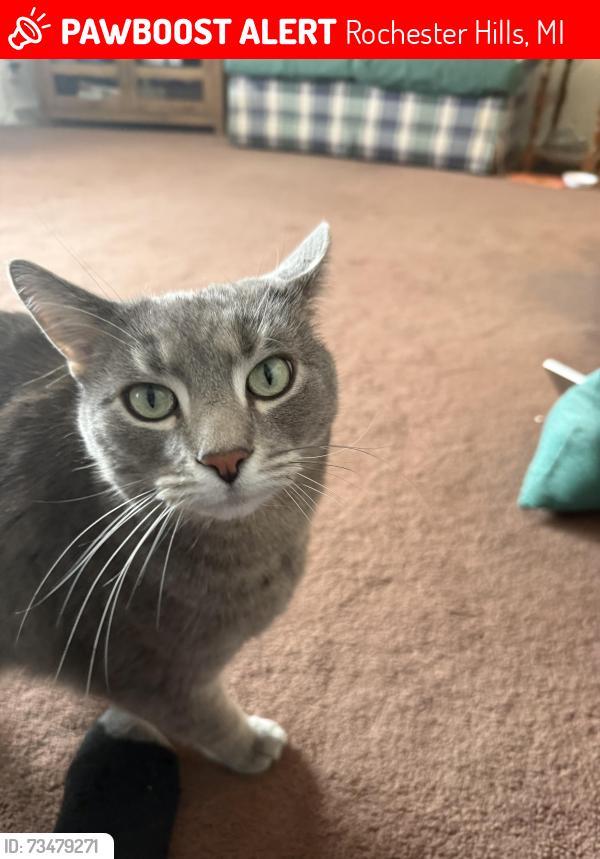 Lost Male Cat last seen Oklahoma avenue, Rochester Hills, MI 48309