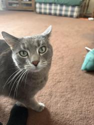 Lost Male Cat last seen Oklahoma avenue, Rochester Hills, MI 48309