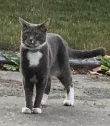 Lost Male Cat last seen East Harrison and 34th Ave East, Seattle, WA 98112