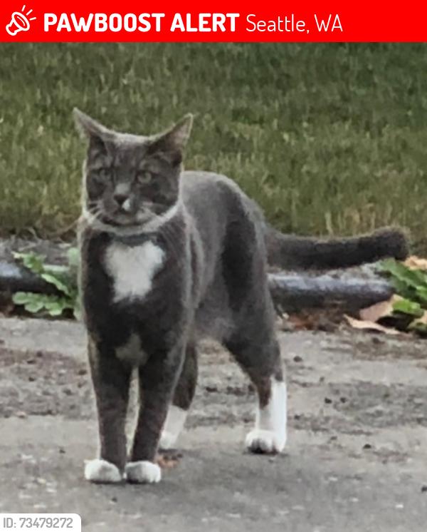 Lost Male Cat last seen East Harrison and 34th Ave East, Seattle, WA 98112