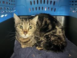 Shelter Stray Female Cat last seen N Marcum and N Columbia, OR, 1700 W Historic Columbia River Hwy, Troutdale, OR 97060, USA