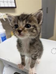 Shelter Stray Female Cat last seen Near 1st Avenue NW, GREAT FALLS, MT, 59404, 1010 25th Ave NE, Great Falls, MT 59404, USA