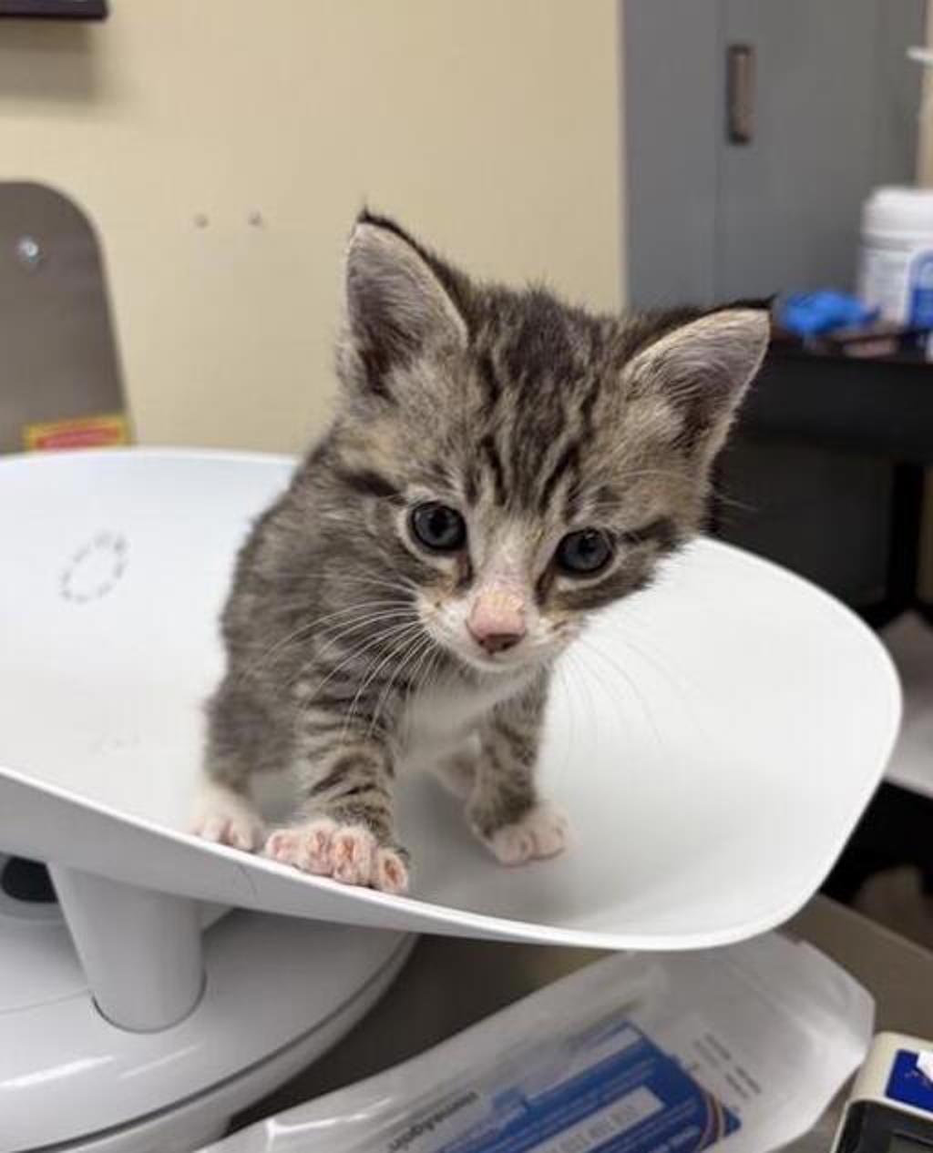 Shelter Stray Male Cat last seen Near 1st Avenue NW, GREAT FALLS, MT, 59404, 1010 25th Ave NE, Great Falls, MT 59404, USA