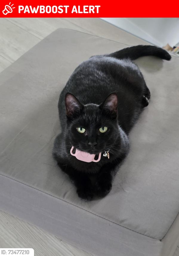 Lost Female Cat last seen Spruce Grove / Stony Plain: Minutes away to the northeast and northwest, Spruce Grove, AB T7X 3T9