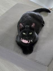 Lost Female Cat last seen Spruce Grove / Stony Plain: Minutes away to the northeast and northwest, Spruce Grove, AB T7X 3T9
