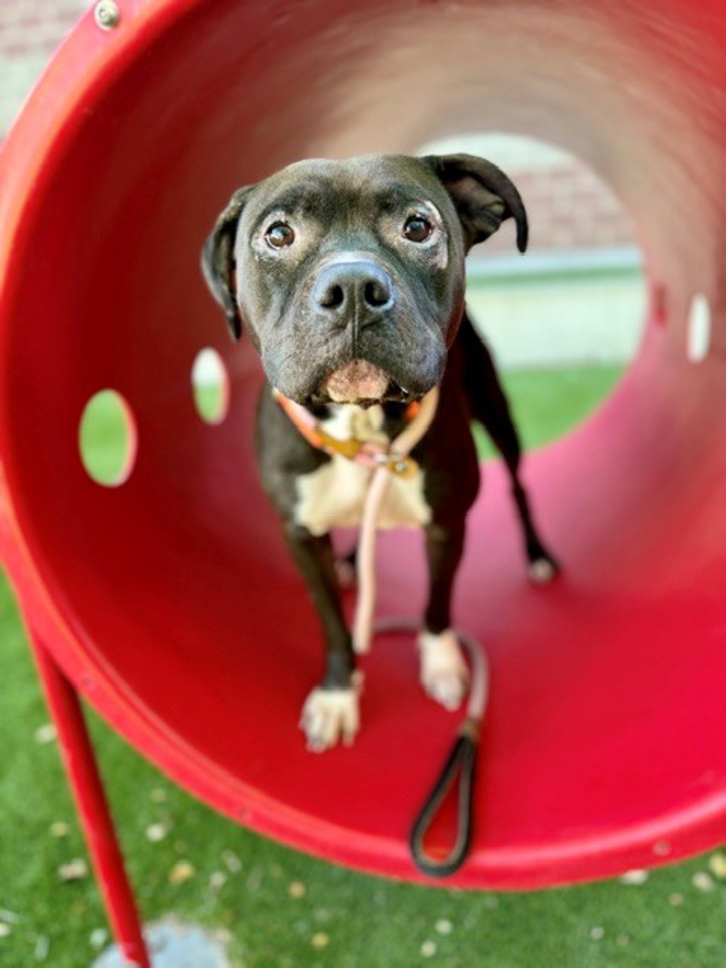 Shelter Stray Female Dog last seen Apt 19,330 N 800 W, SALT LAKE CITY, UT, 84116, 511 W 3900 S, Salt Lake City, UT 84123, USA