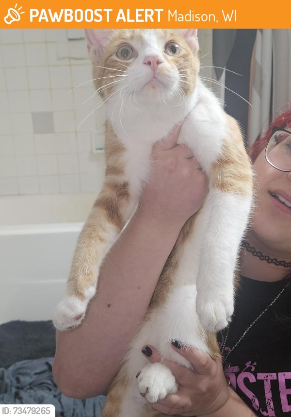 Found/Stray Male Cat last seen On Debs Road, Madison, WI 53704