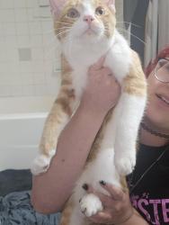 Found/Stray Male Cat last seen On Debs Road, Madison, WI 53704