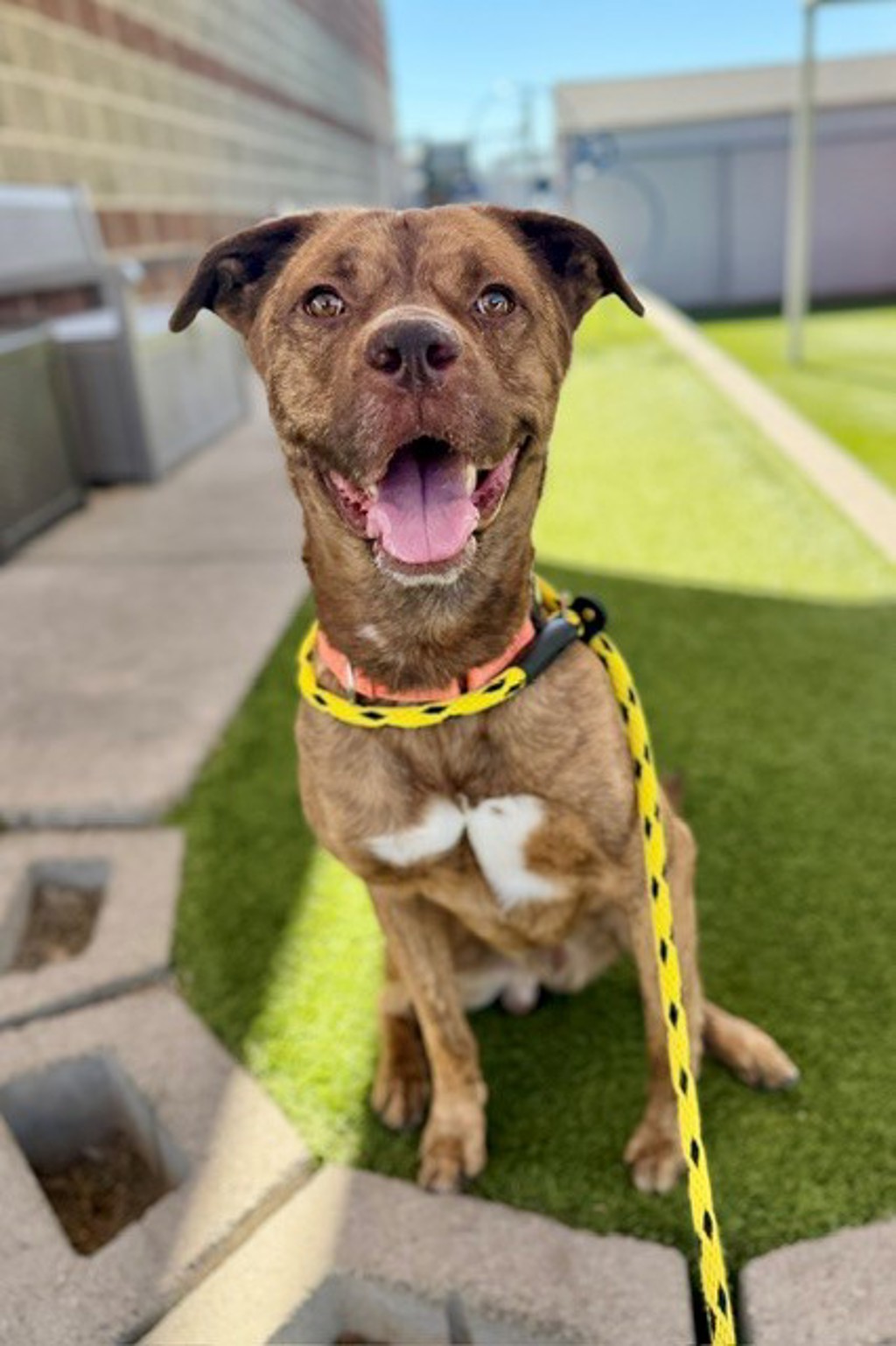 Shelter Stray Male Dog last seen Near S 4000 W, Kearns Township, UT, 84118, 511 W 3900 S, Salt Lake City, UT 84123, USA
