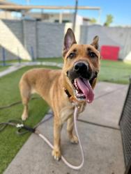 Shelter Stray Female Dog last seen Near S Cheyanne Street, SALT LAKE CITY, UT, 84104, 511 W 3900 S, Salt Lake City, UT 84123, USA