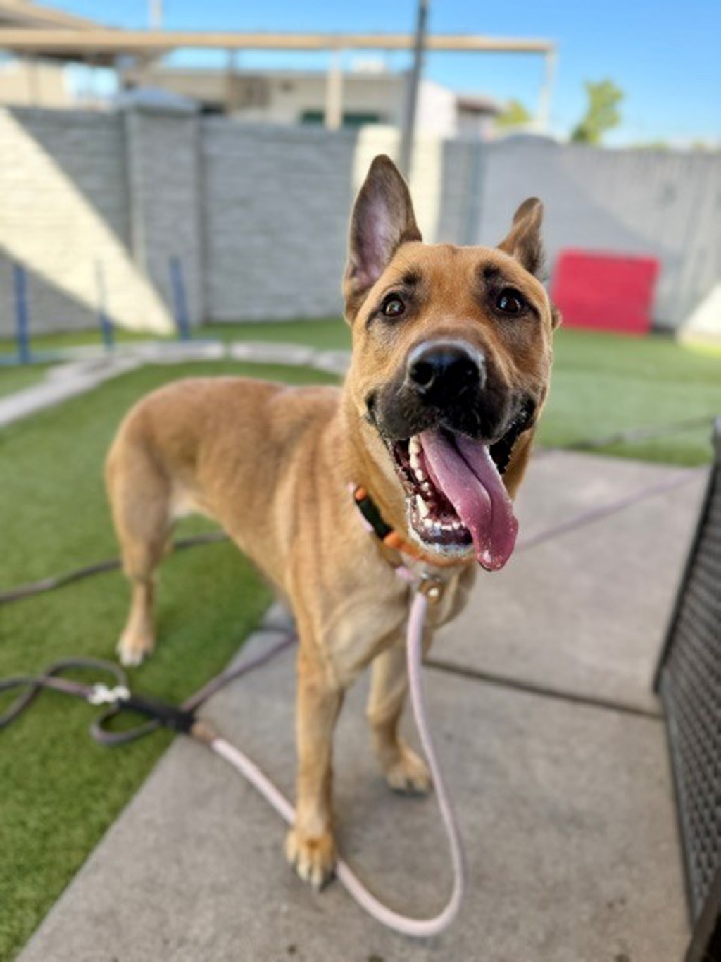Shelter Stray Female Dog last seen Near S Cheyanne Street, SALT LAKE CITY, UT, 84104, 511 W 3900 S, Salt Lake City, UT 84123, USA