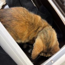 Shelter Stray Female Cat last seen Near North Avenue, San Diego, CA, 92116, 5500 Gaines St, San Diego, CA 92110, USA
