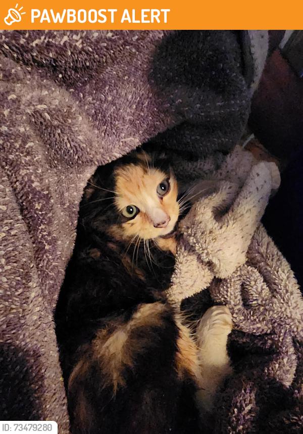Found/Stray Unknown Cat last seen Brashears and Bradley Dill, Spartanburg County, SC 29322