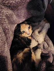 Found/Stray Unknown Cat last seen Brashears and Bradley Dill, Spartanburg County, SC 29322
