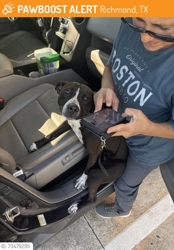 Found/Stray Female Dog last seen richmond, tx, Richmond, TX 77469