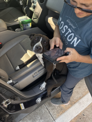 Found/Stray Female Dog last seen richmond, tx, Richmond, TX 77469