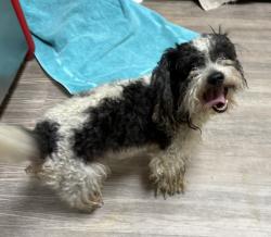 Shelter Stray Male Dog last seen Marquette Street, Oceanside, CA, 92058, Oceanside, CA 92058, USA
