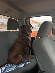 Reunited Male Dog last seen WJ Boaz, Fort Worth, TX 76179