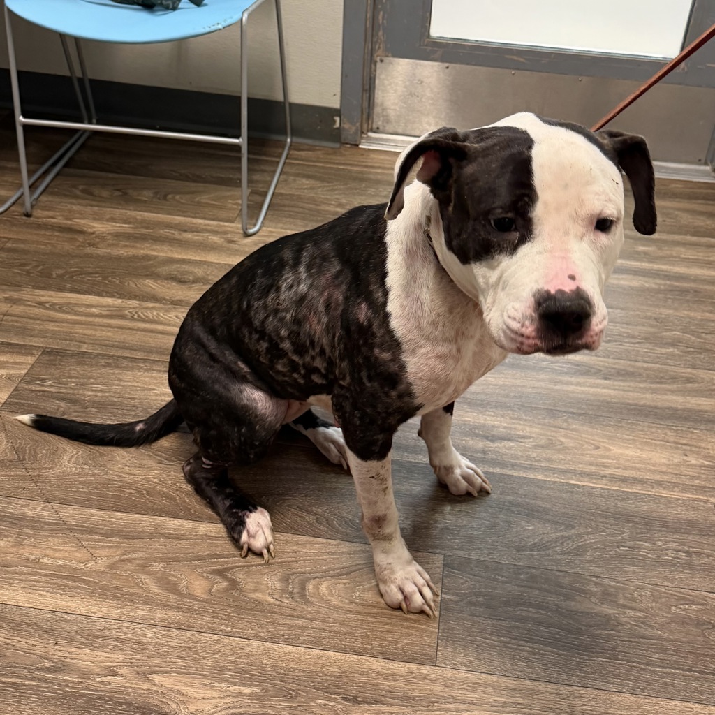 Shelter Stray Female Dog last seen Friars Road, San Diego, CA, 92108, 5500 Gaines St, San Diego, CA 92110, USA