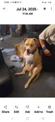 Lost Female Dog last seen Reed canal and nova rd, South Daytona, FL 32119