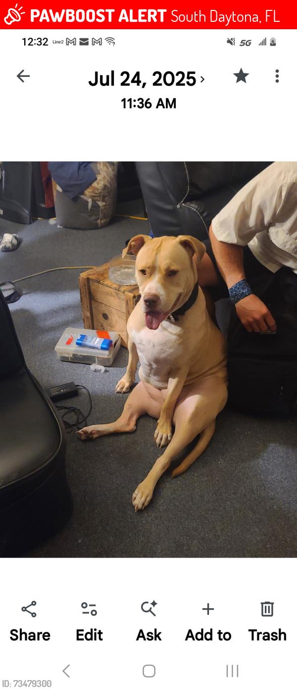Lost Female Dog last seen Reed canal and nova rd, South Daytona, FL 32119