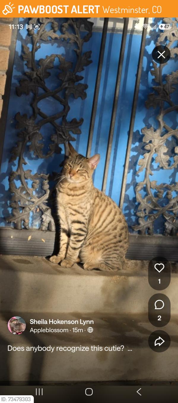 Found/Stray Unknown Cat last seen 80th and lowell, Westminster, CO 80031