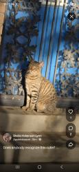 Found/Stray Unknown Cat last seen 80th and lowell, Westminster, CO 80031