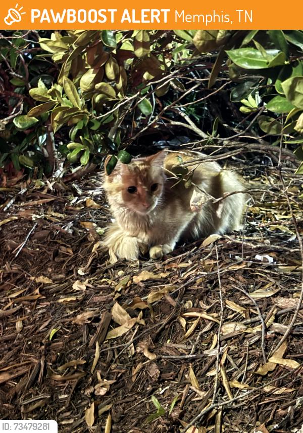 Found/Stray Male Cat last seen Trinity & Germantown Pkwy, Memphis, TN 38018