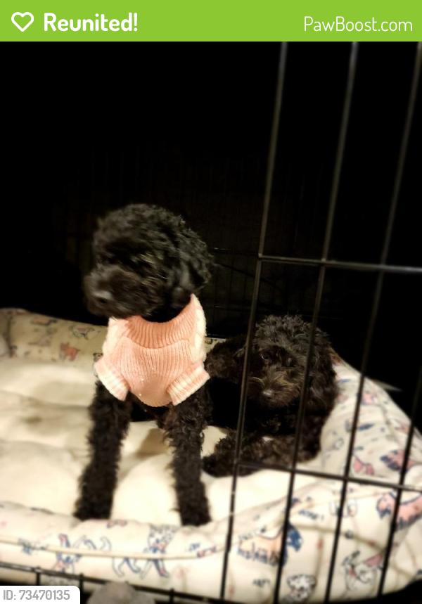Reunited Female Dog last seen Near Jamaica Ave, Medford, NY 11763