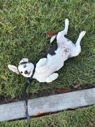 Found/Stray Male Dog last seen Greenacre, Anaheim, CA 92801