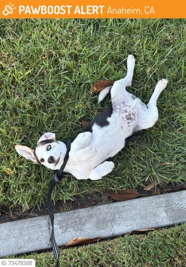Found/Stray Male Dog last seen Greenacre, Anaheim, CA 92801