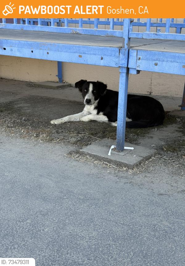 Found/Stray Male Dog last seen Goshen school, Goshen, CA 93291