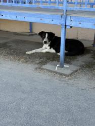 Found/Stray Male Dog last seen Goshen school, Goshen, CA 93291