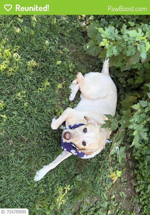 Reunited Male Dog last seen Grove and Highland, Falls Church, VA 22046